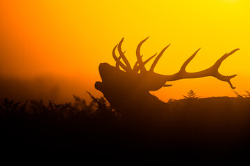 Silhouetted Red Deer during the annual deer rut