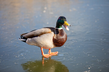 Ducks walk on fresh thin ice