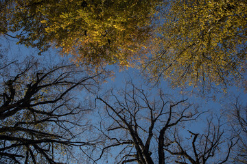 Autumn trees in the forest. Top to bottom view.