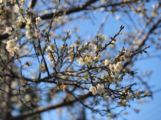 close up plum tree blossom in a golden sunset light with soft and dreamy background