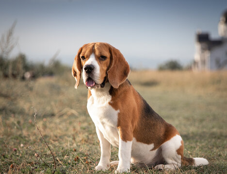 beagle in the grass, beagle, beagles, standing beagle,  shemsu sotis perun, shemsu sotis