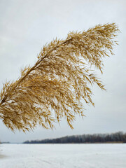 reeds in the snow