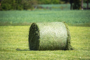 Pressed hay in round bales. Dried grass collected in the meadow. Haymaking in the countryside....