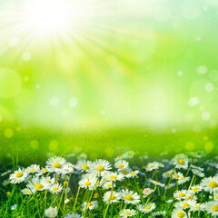 Fototapeta na wymiar amazing natural background with white daisies and bokeh, spring or summer composition