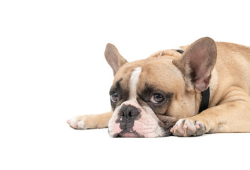 Fototapeta premium an anorexic french bulldog lying on a white background,
