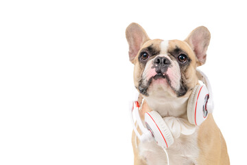 Fototapeta premium Brown french bulldog wear white headphone isolated on white background,