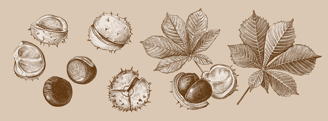 Set of different hand drawn leaves and fetus of chestnuts in shades of brown. Vector illustration in sketch style, botanical design elements isolated on a beige background - 415589646