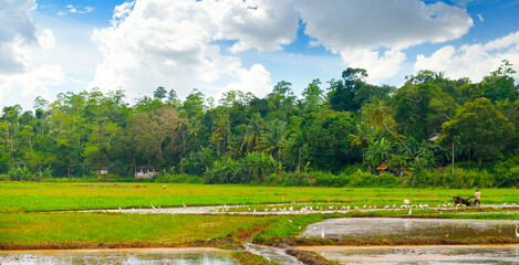 Rice growing on the fields . Wide photo,