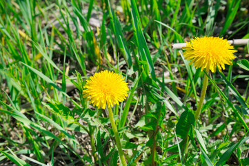Yellow flowers of dandelions in green backgrounds. Spring background.