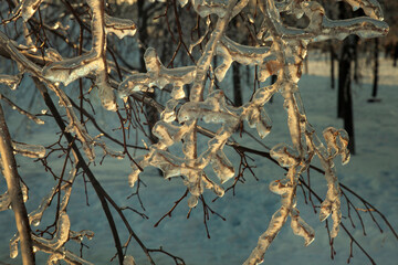 The results of the icing after the icy rain. All branches are covered with an ice armor