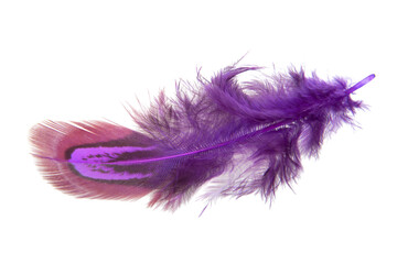 Violet decorative colorful pheasant bird feather isolated on the white background