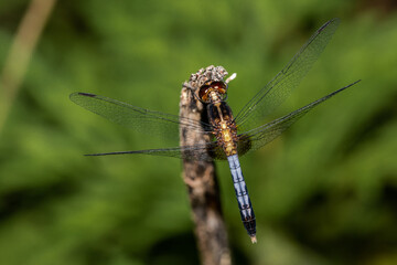 close up of a dragonfly on a leaf