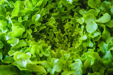 Green lettuce leaves