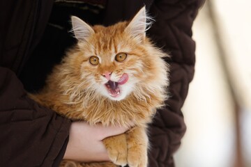 Cat