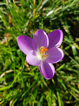 Lila Krokus auf der Wiese