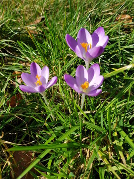 3 Lila Krokusse auf der Wiese, violett