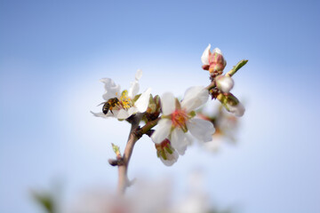 Polinizacion de flores de almendro con abeja y ramas, fondo azul cielo desenfocado
