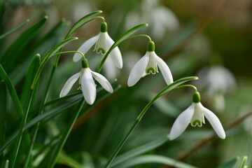 Snowdrops, U.K. A sign of Spring using macro.