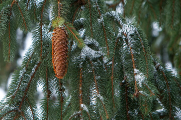 Pine