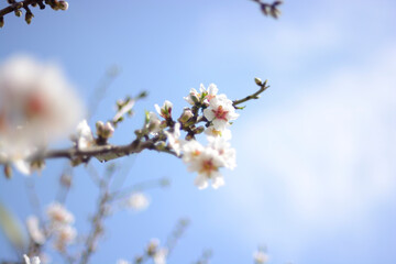 Detalle de rama y flores de almendro con cielo azul de fondo desenfocado