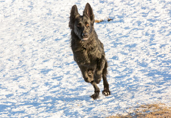 Obraz premium Jollige herder rent door de sneeuw