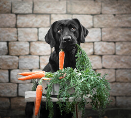 Hund lebt gesund
