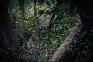 Monkey Sitting On the Ground