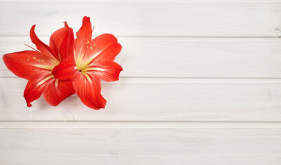 red hippeastrum flowers on a white wooden background