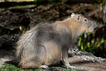 Naklejka na ściany i meble Capybara on the lawn. The biggest modern rodent. Latin name - Hydrochoerus hydrochaeris 