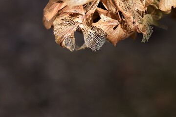 Dry hydrangea umbels against a dark background