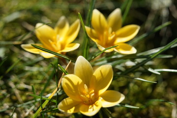 a single spring flower called crocus in yellow color