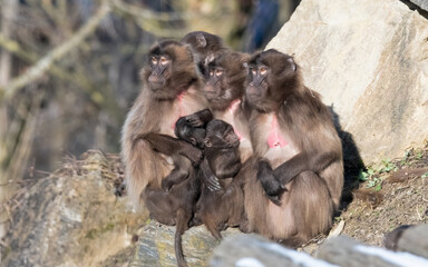 tier, wild lebende tiere, s&auml;ugetier, pavian, familie, natur, tierpark, baby, wild, mama