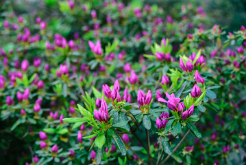 morning unblown bright pink flower buds of rhododendron plants with green leaves on background in park or garden, horizontal outdoors stock photo image wallpaper
