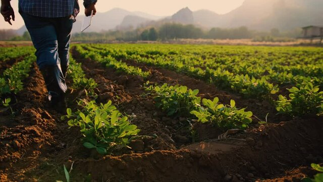 Landscepe of peanuts plantation in countryside Thailand near mountain with farmer walking inspect field at evening, industrial agriculture, slider camera shots