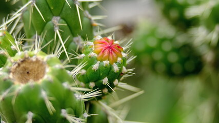 Red flower bud on a cactus fruit in the Jerusalem Dry Forest, outside of Quito, Ecuador © Angela