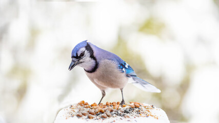 blue jay on snow