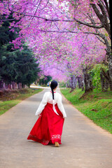 A girl wearing a Korean national costume Dancing in the cherry blossom flower garden