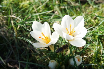 white crocuses in the garden with a bee queen