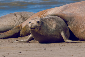 Femaale elephant seal, Peninsula Valdes, Patagonia, Argentina