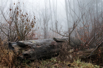 Moody scenery in the forest with a big rotting fallen tree trunk, foliage and misty or foggy background. Some Waterdrops on the branches. Slightly spooky and dreamy.