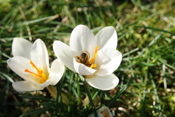 white crocuses in the garden with a bee queen