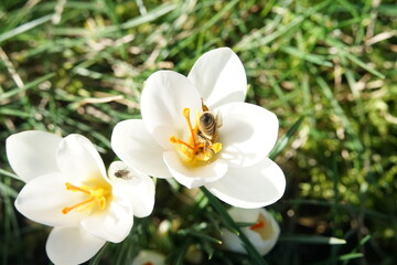 Fototapeta na wymiar white crocuses in the garden with a bee queen