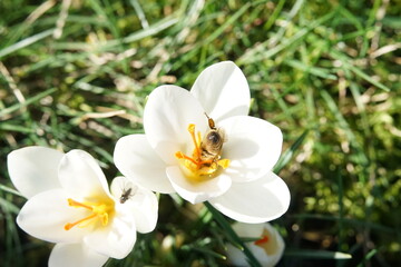 white crocuses in the garden with a bee queen