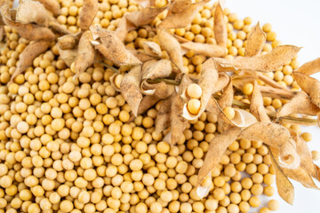 Dried soybeans on white background