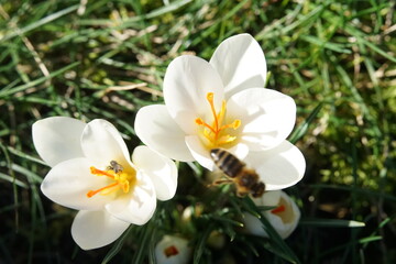 Naklejka na ściany i meble white crocuses in the garden with a bee queen