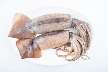 Fresh big squid on white background