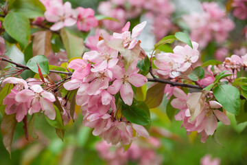 Pink apple blossom.Branches of tree in pink flowers on a blurry background.