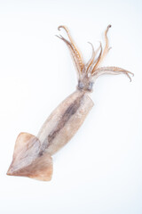 Fresh big squid on white background
