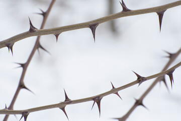 Natural frame of sharp thorns. Thorny branches of a tree.