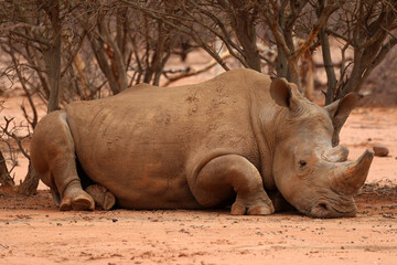 White rhino block the road at Erindi Game Reserve in Namibia